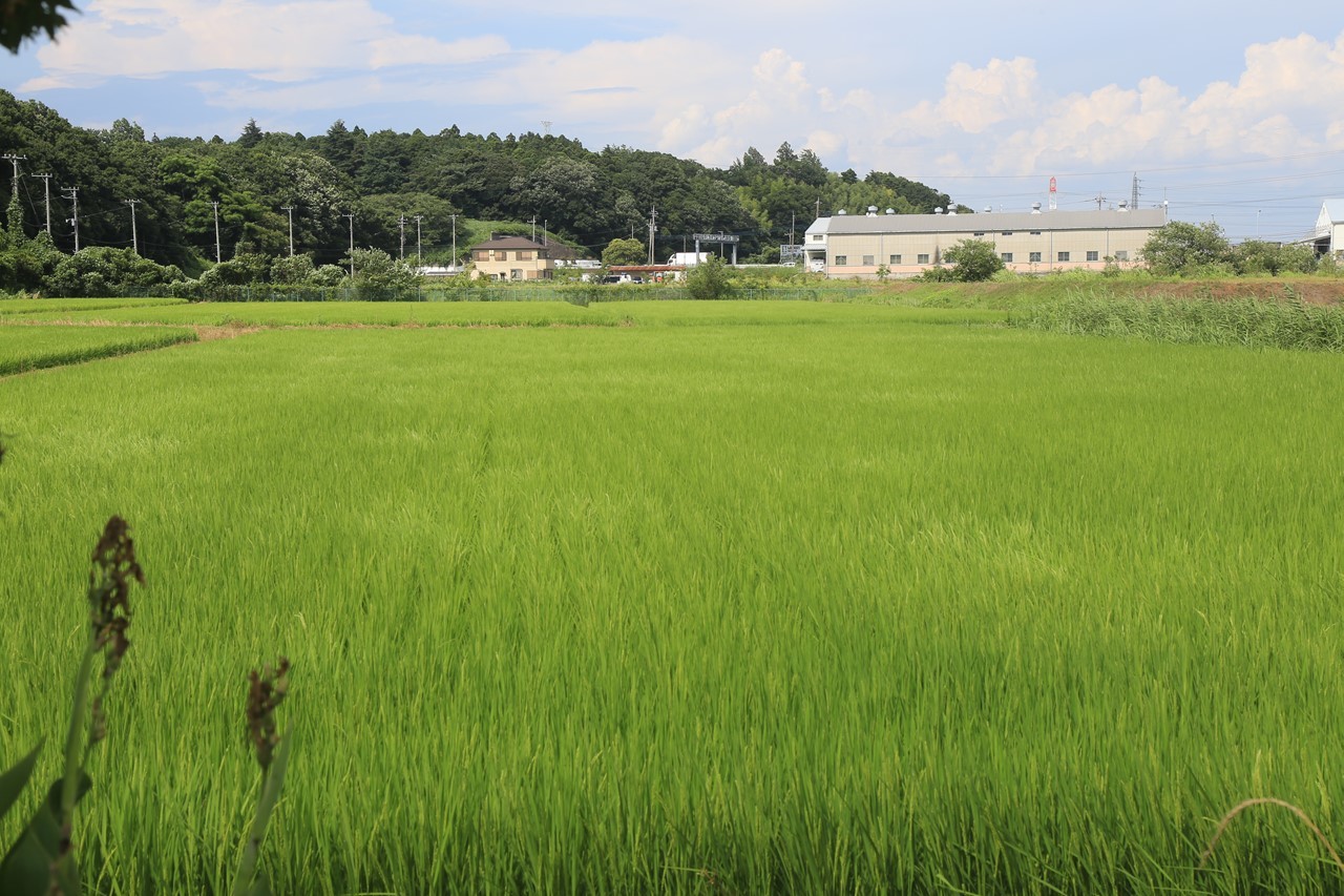 風に揺れる稲穂