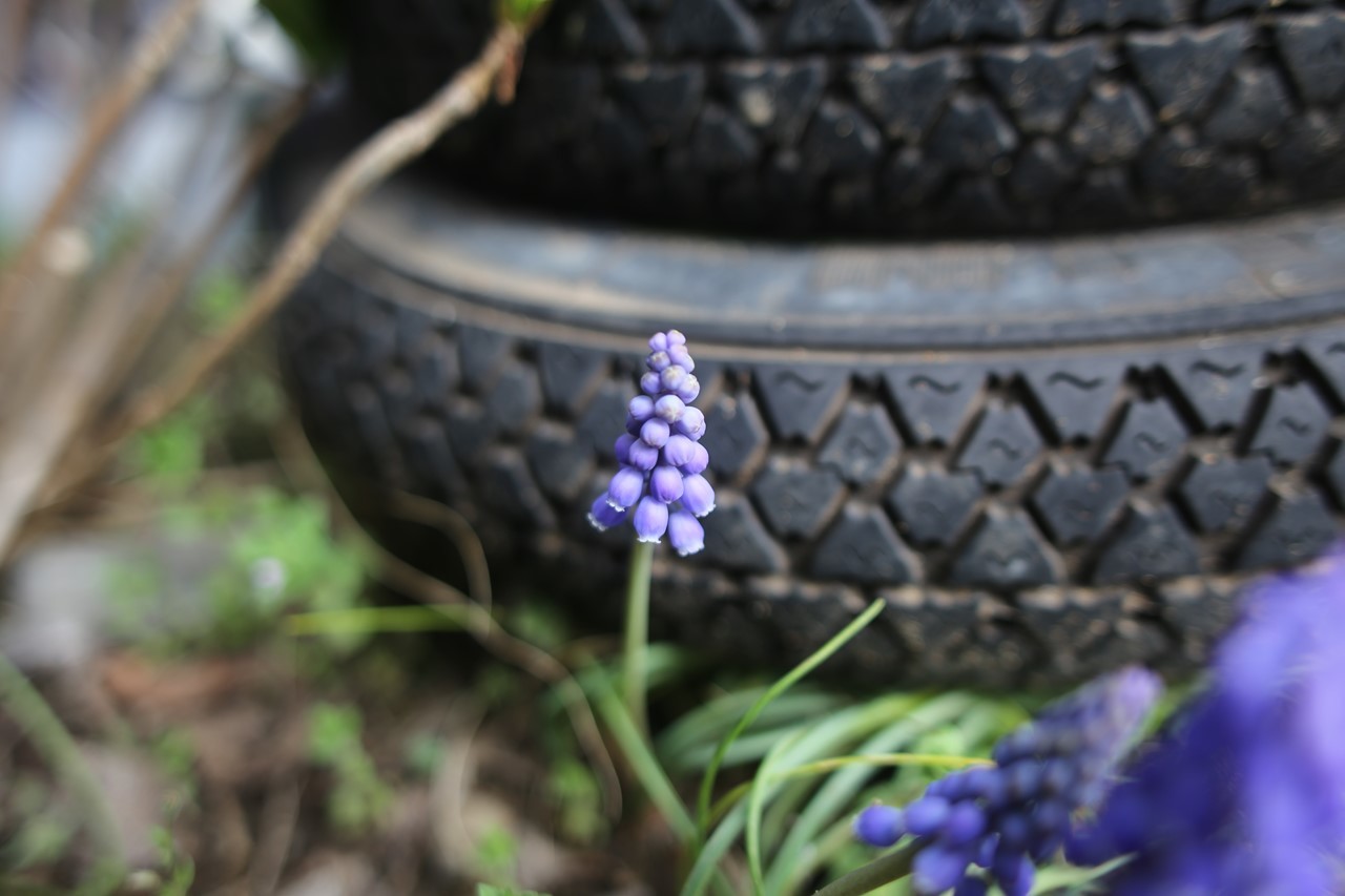 軒先に咲くムスカリの花
