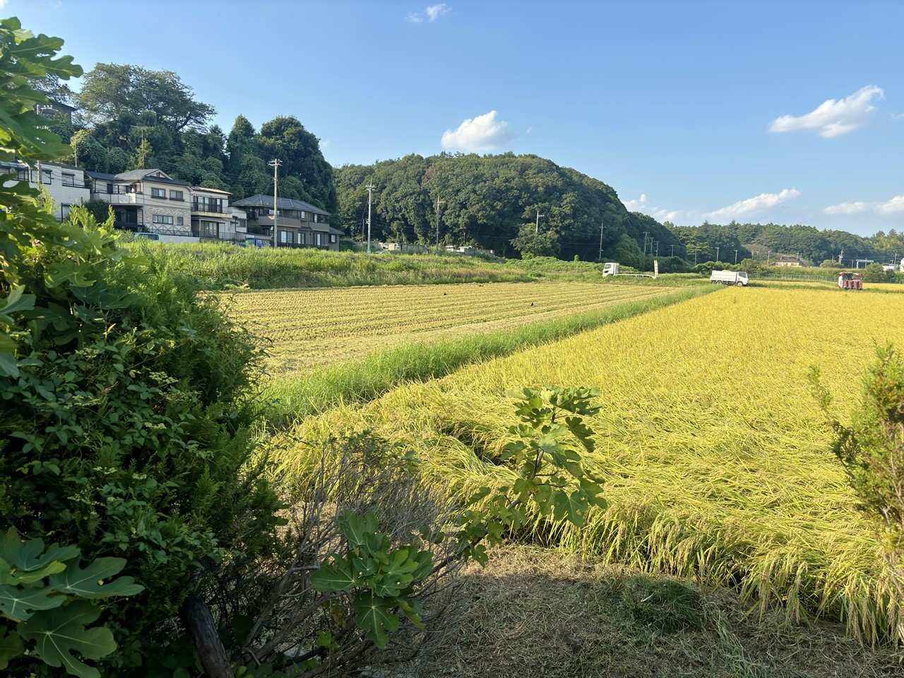 KB脇の田んぼで始まった稲刈りの様子