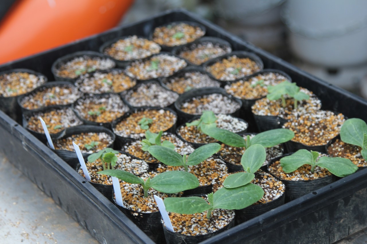 育った苗（枝豆）を定植する作業