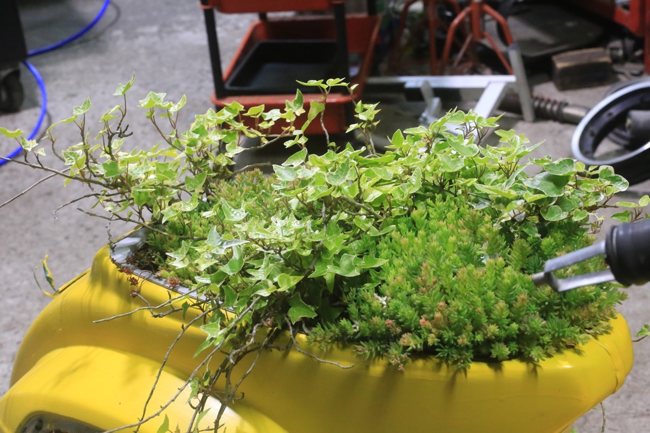 看板ベスパに植えられた植物