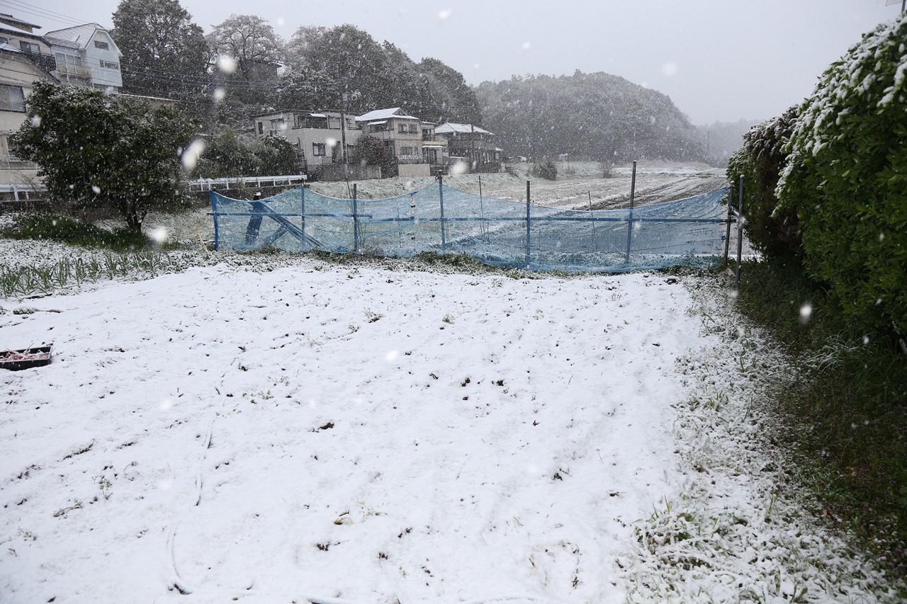 雪に埋もれたタンポポ