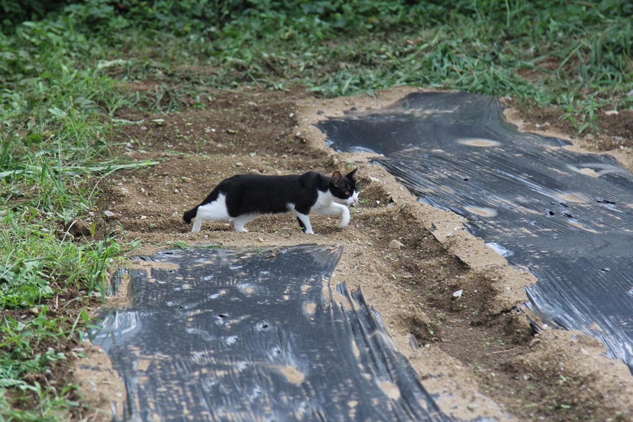KB周辺に住み着いた猫