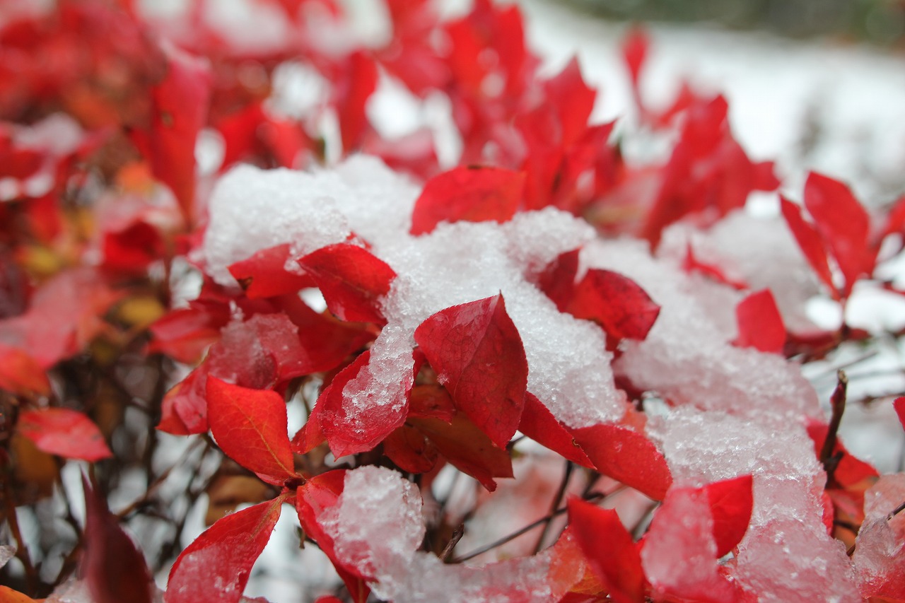 紅葉した木の上に積もる雪
