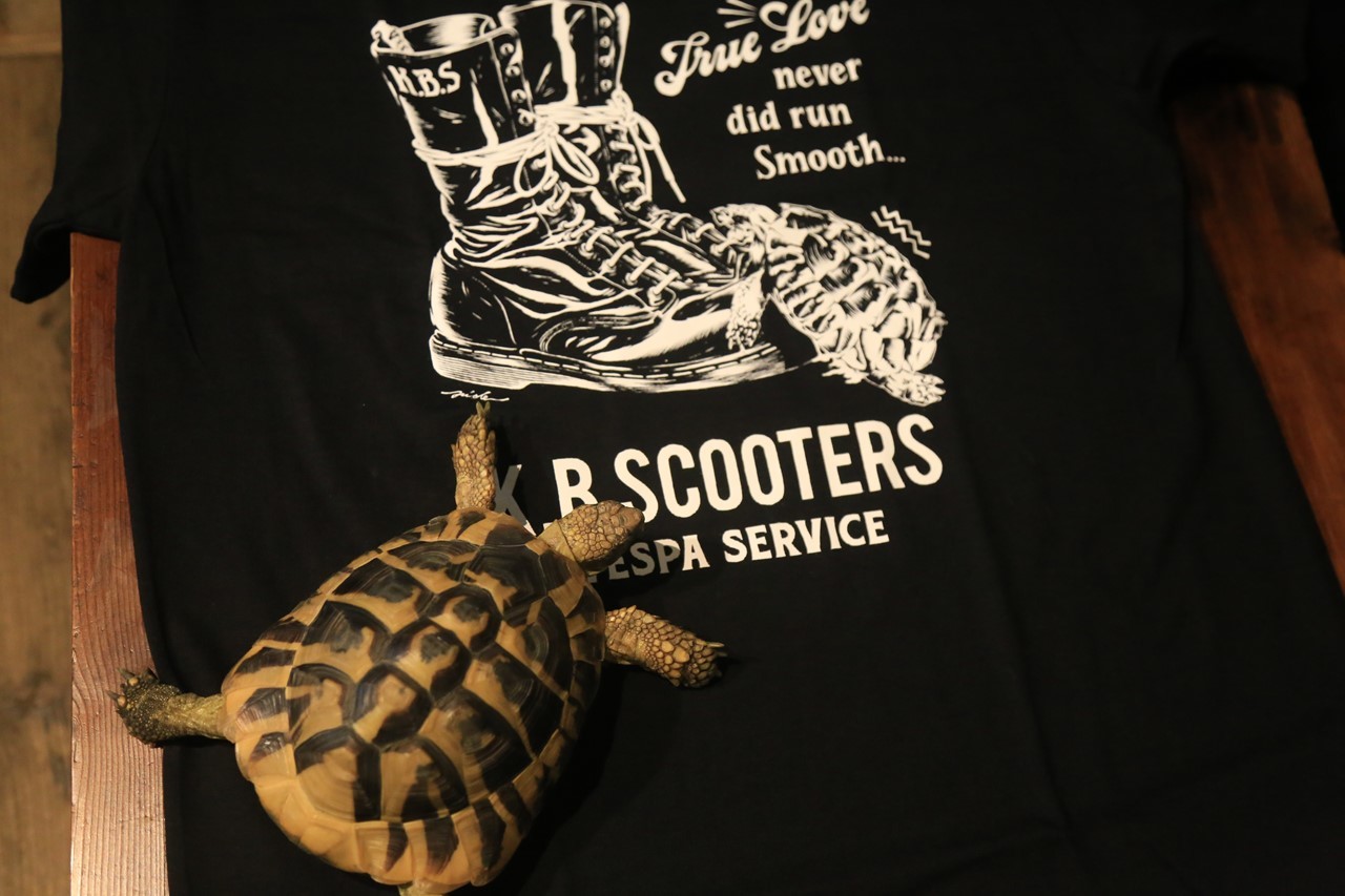 コタツにTシャツを見せているが無反応な様子