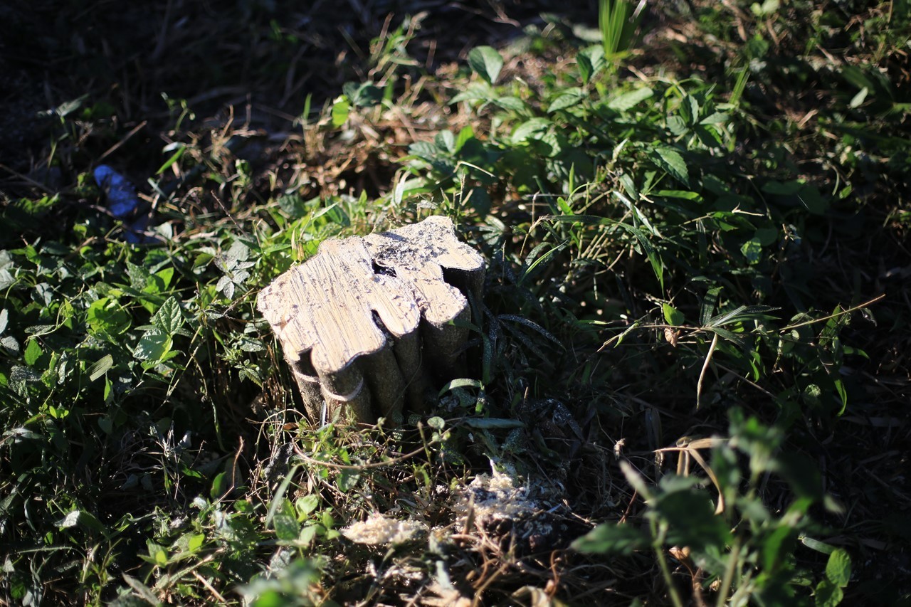 伐採された柚子の木（切り株）
