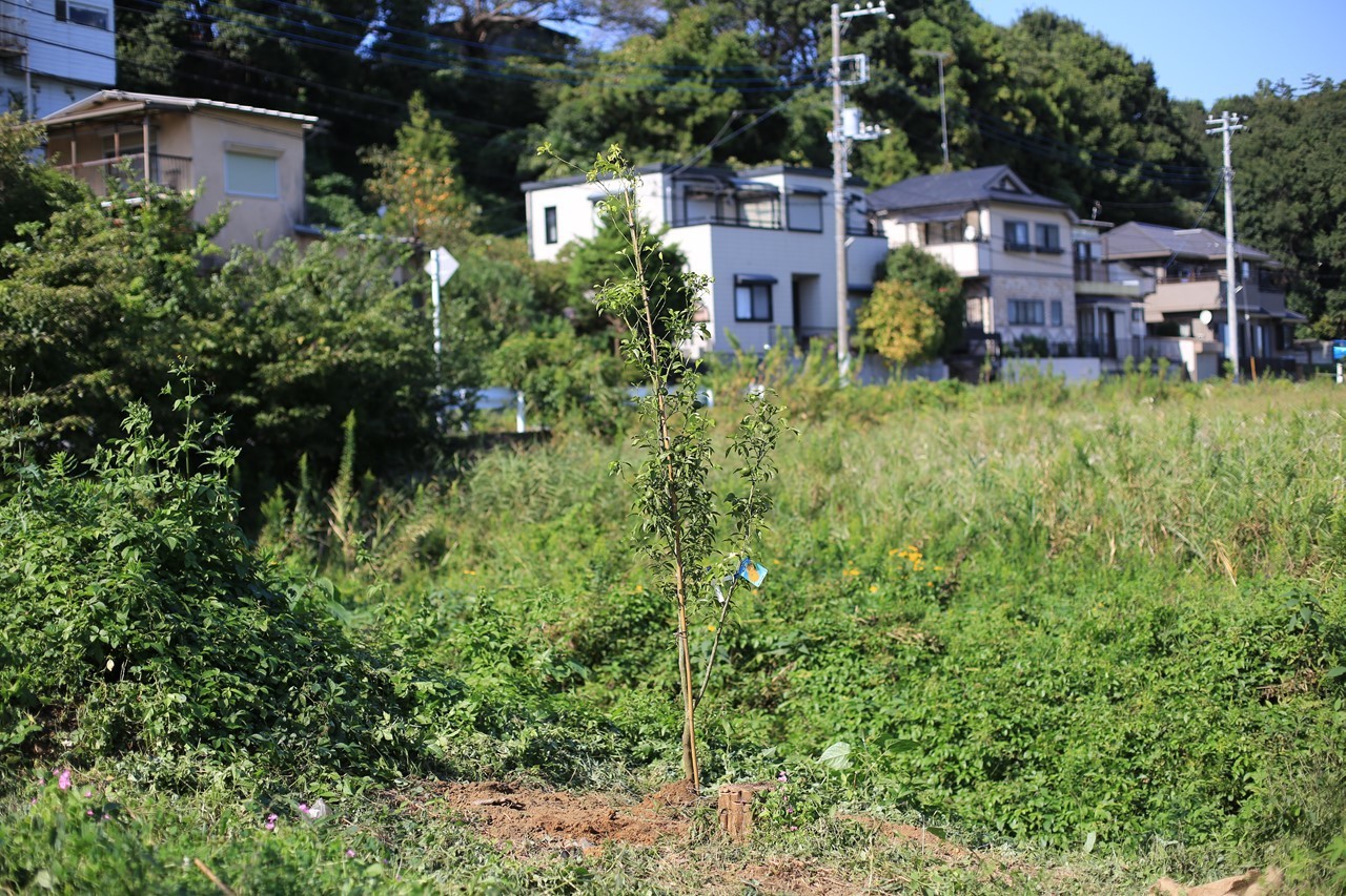 植え付けた新しい柚子の木