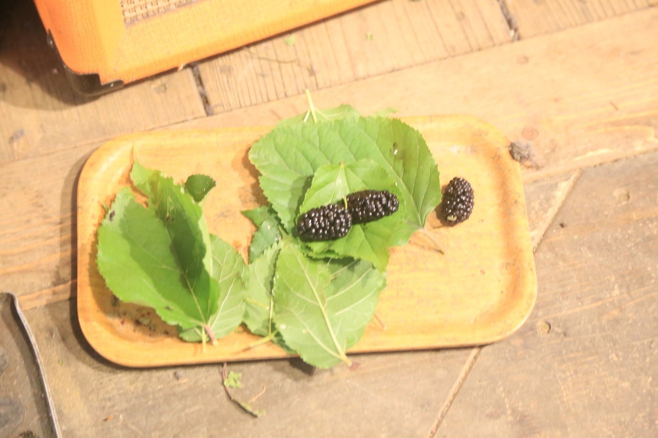 コタツ様が桑の葉と桑の実を食べている写真