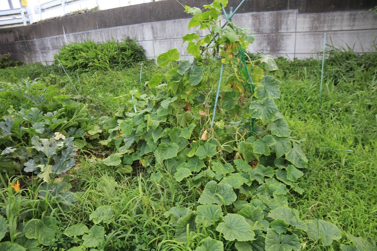 強風で崩壊したキュウリ棚