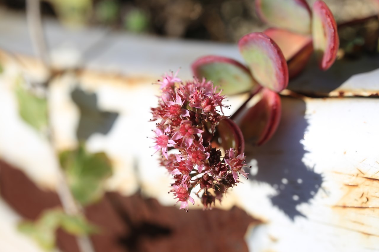 花を咲かせた多肉植物