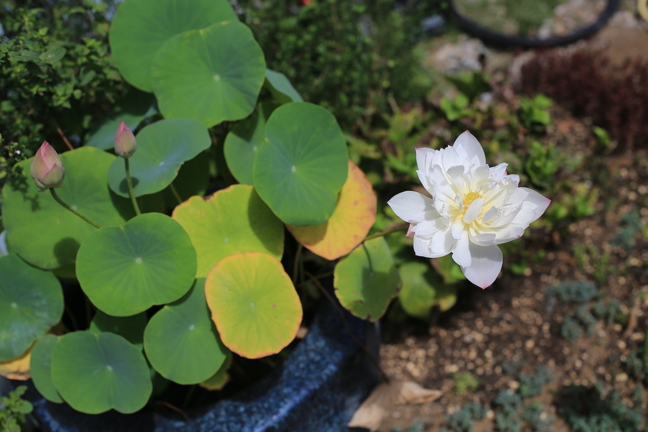 軒先ビオトープで咲き続ける蓮の花