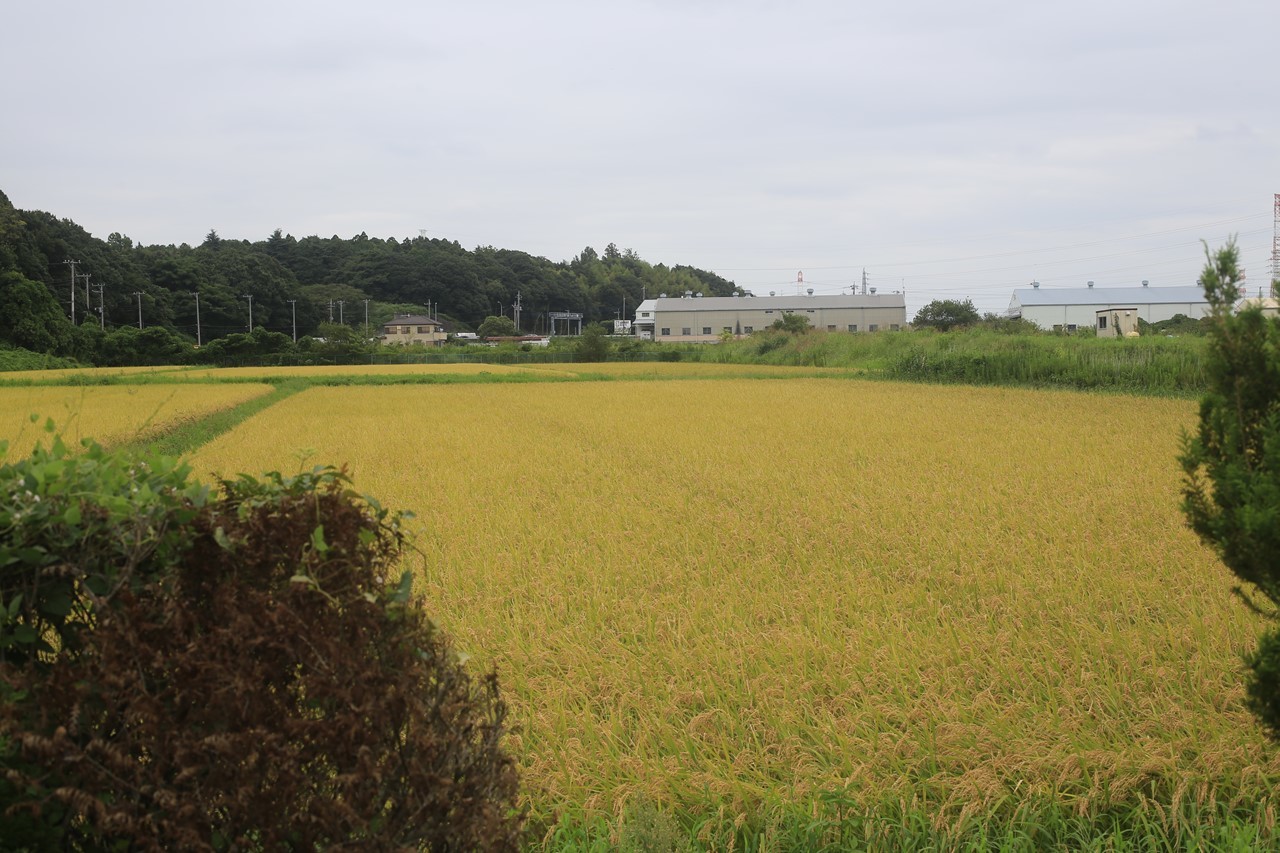 店の前の田んぼも稲刈り間近