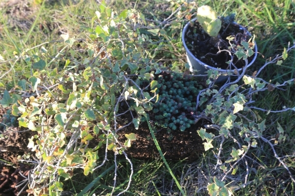 足元に残された植物たち