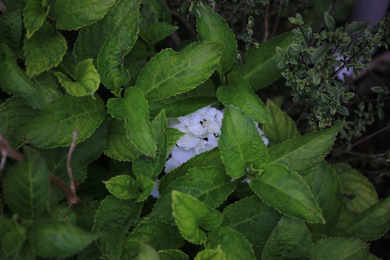 葉陰に隠れて咲いた紫陽花の花