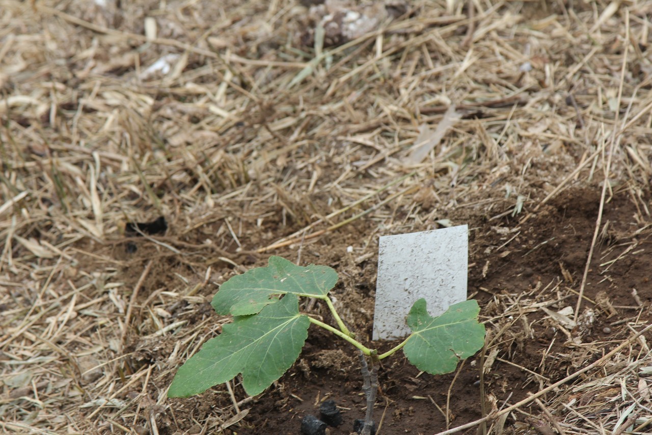畑の端に植えられた1株目のイチジク