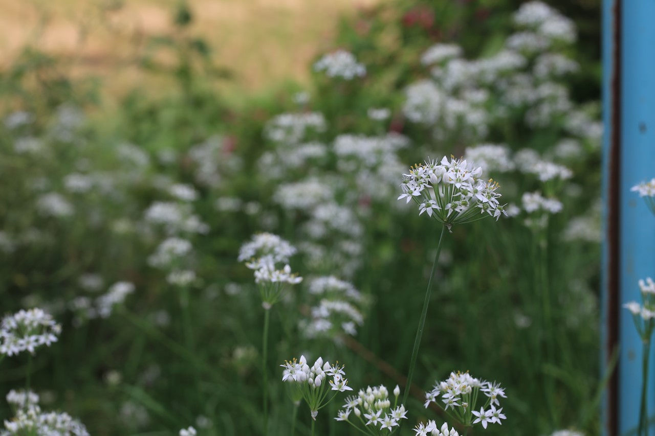 花が咲いている雑草のような草