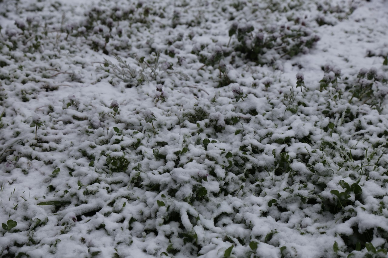 雪の中で顔を出すクローバー