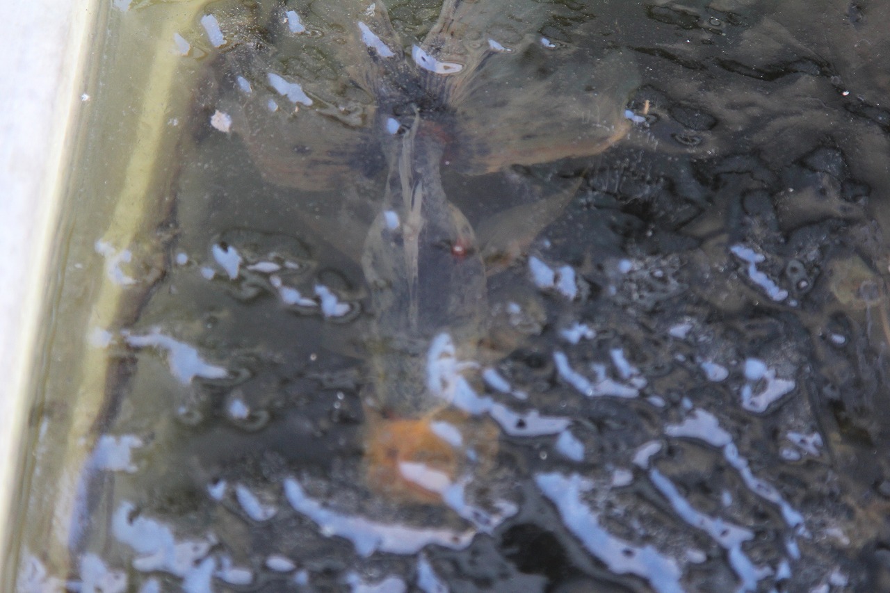 氷越しに泳ぐ社員の金魚