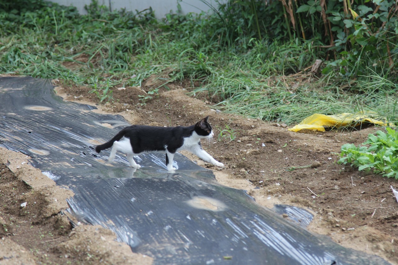 猫の正面顔