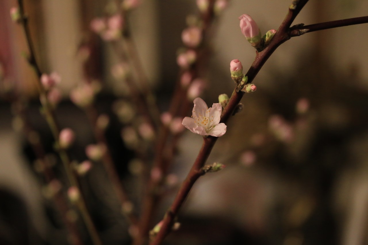 事務所に活けた桃の花