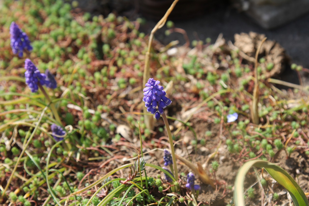 軒先に咲いたムスカリの花