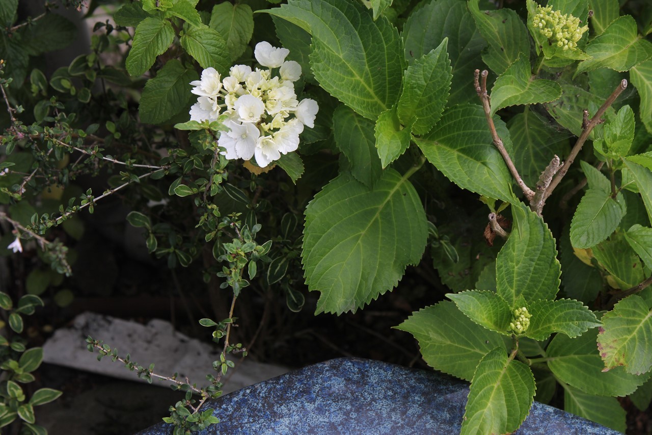 咲き始めた紫陽花