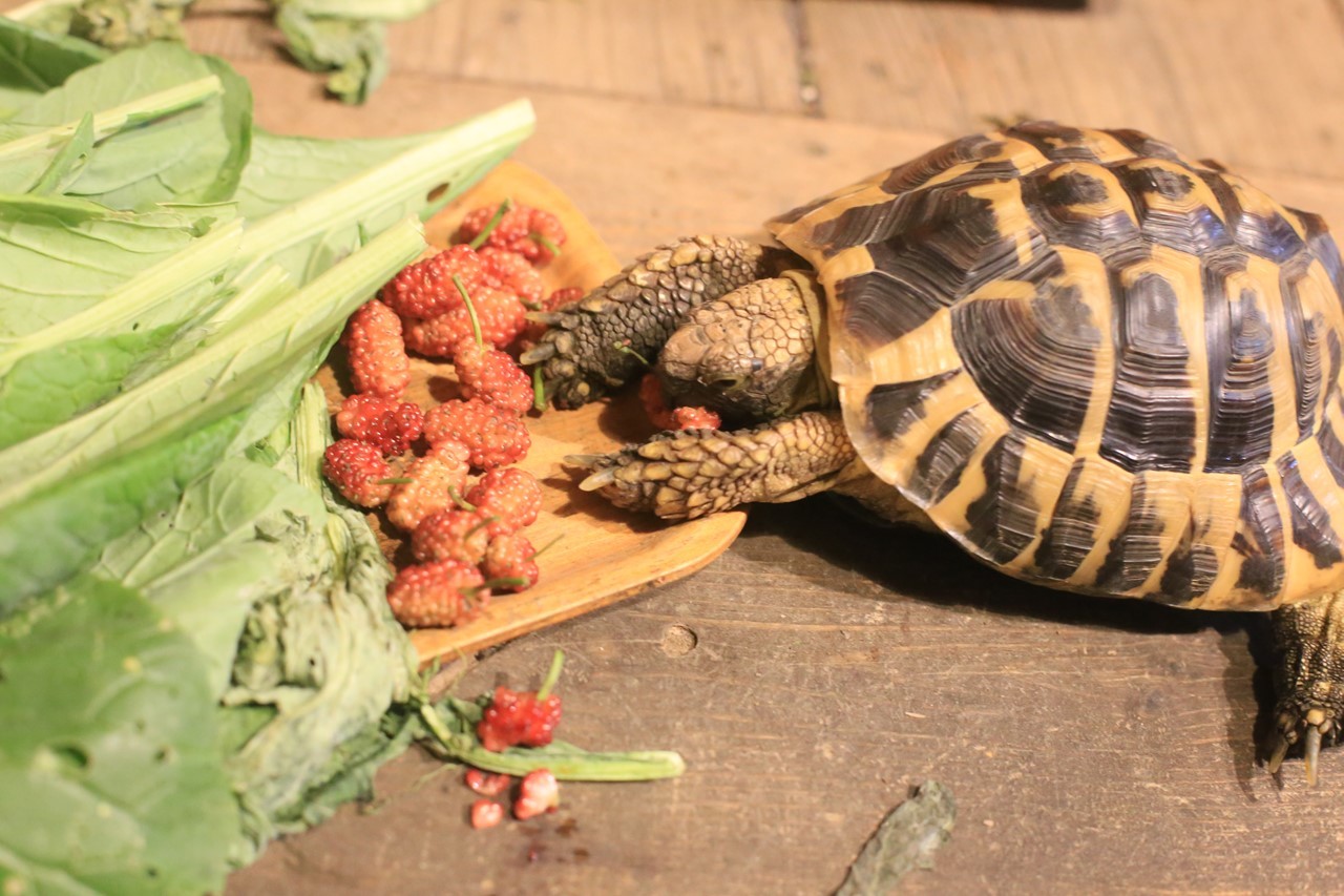 コタツ様が桑の実を食べている様子