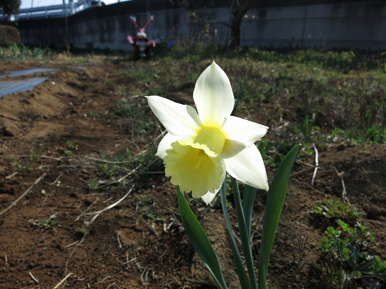 畑に咲いた花のクローズアップ