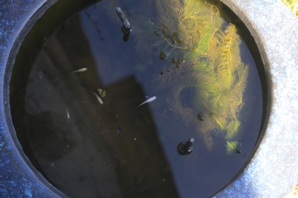 メダカに餌をあげる様子