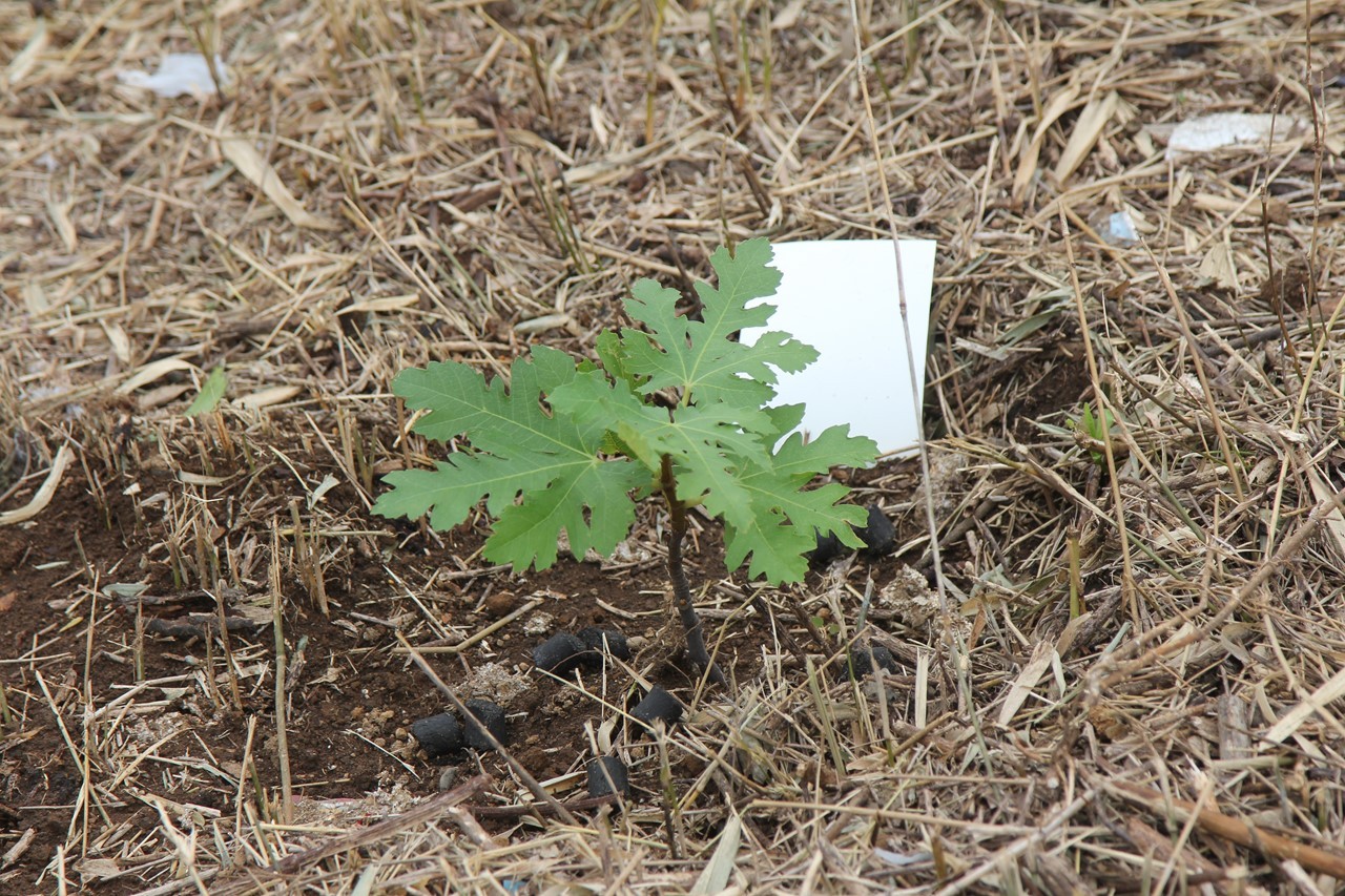 畑の端に植えられた別品種のイチジク