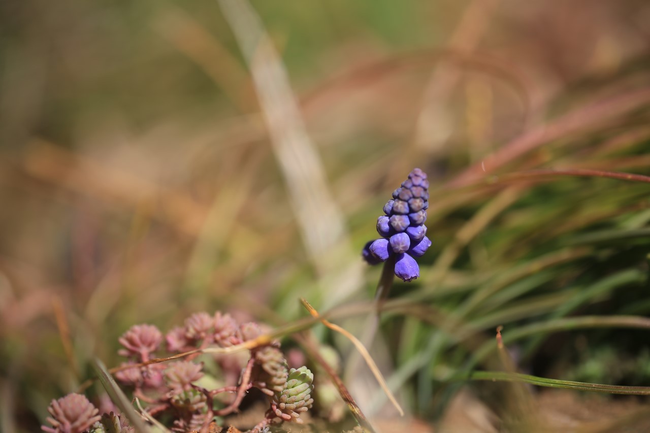 軒先花壇で咲いたムスカリの花