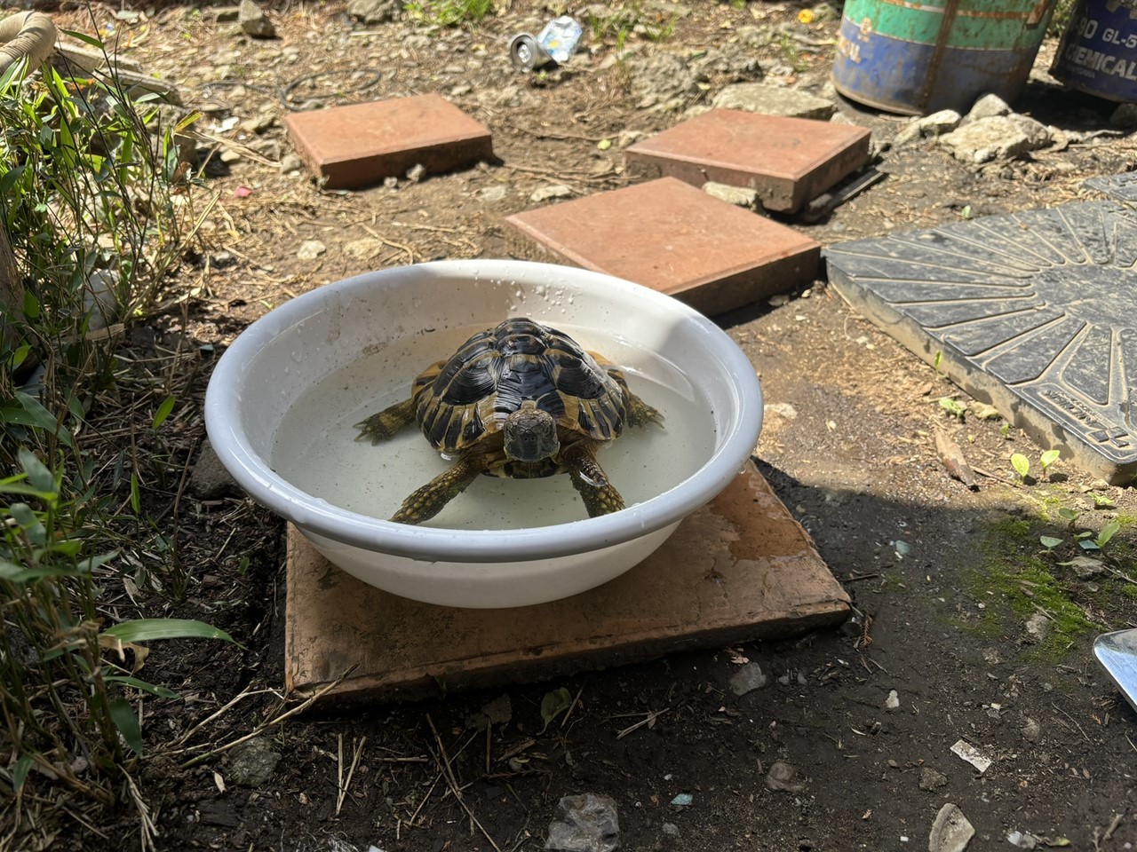 風呂上がりのコタツ