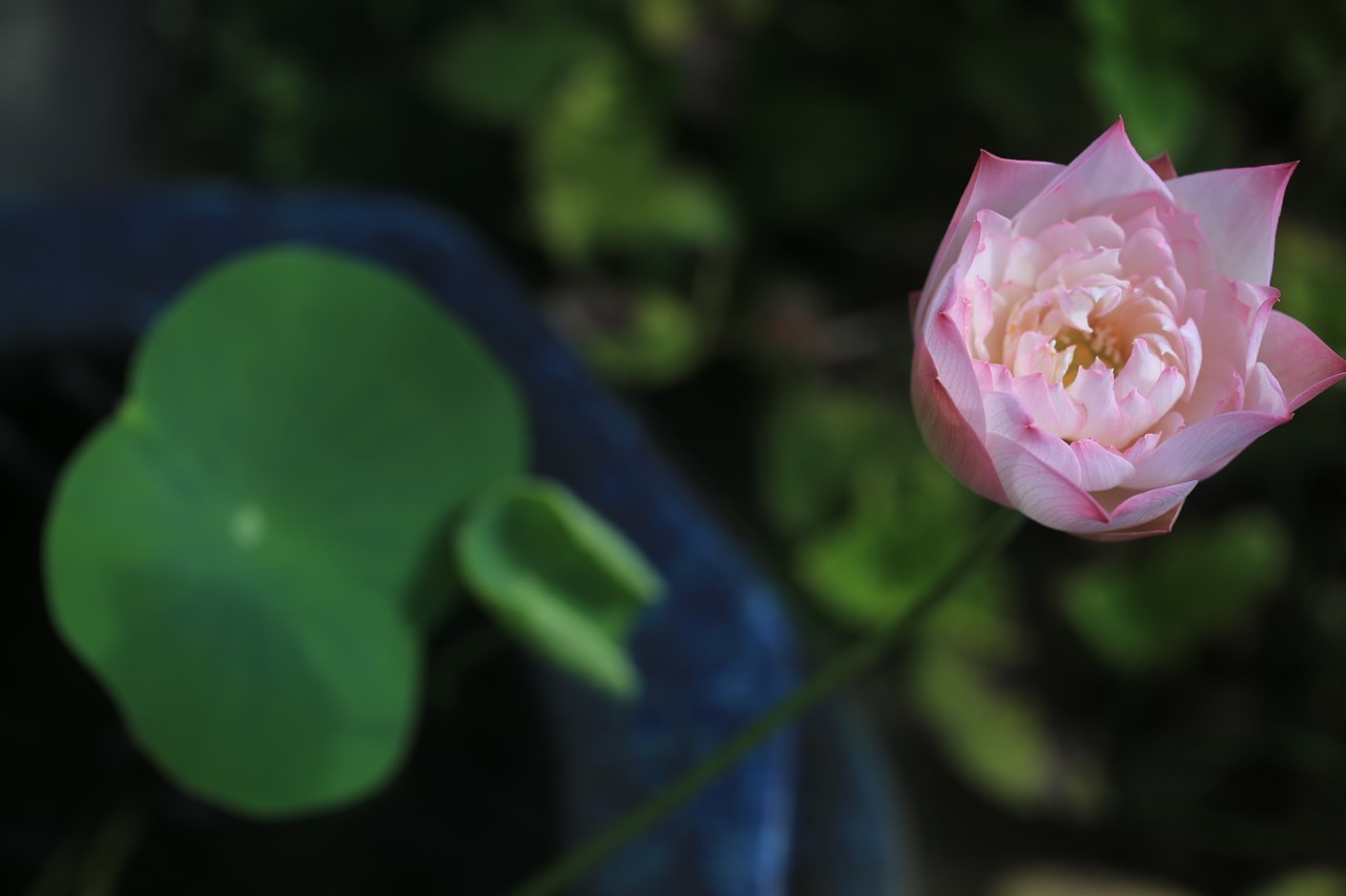 開花した蓮の花