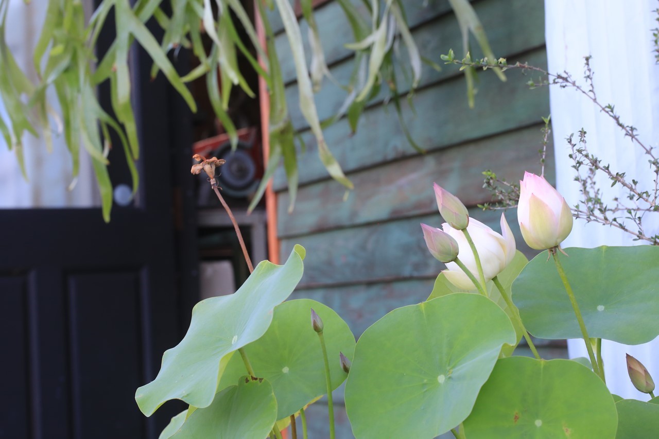夏に咲き誇る蓮の花