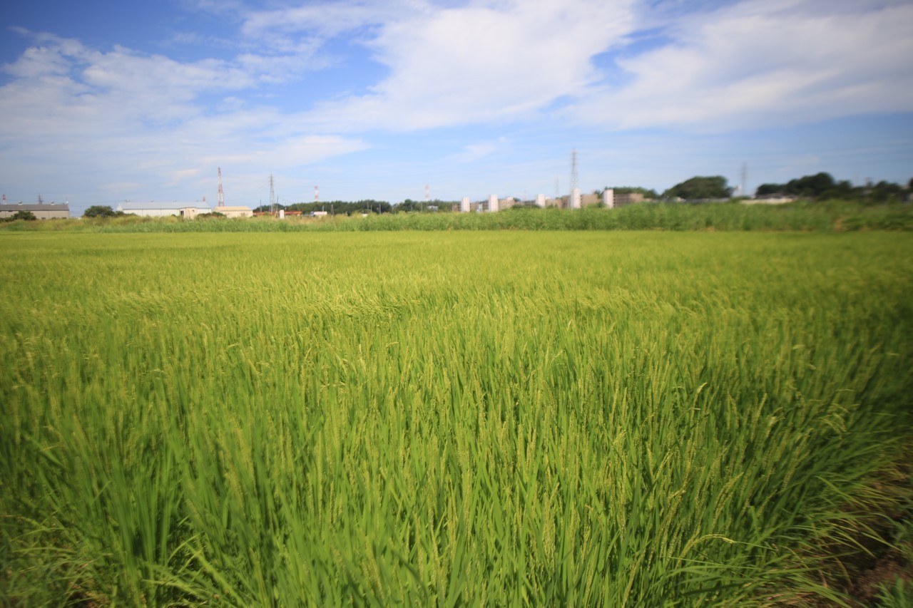 田んぼを駆け抜ける心地よい風景