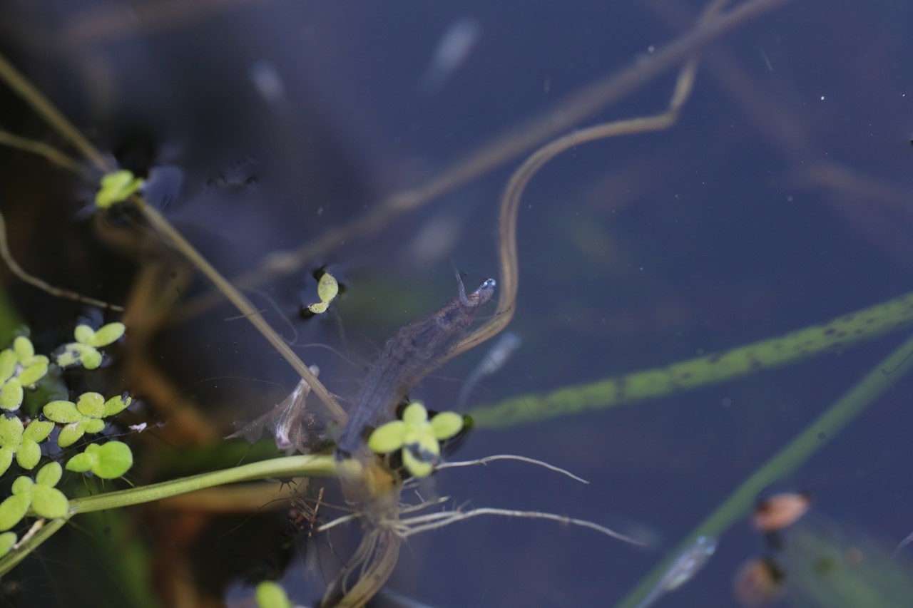 メダカを捕食するガムシの幼虫