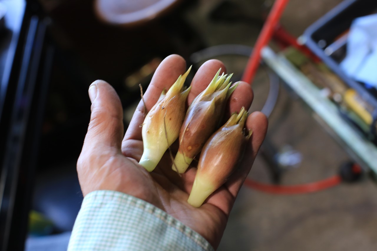 KB農園で茗荷の収穫が始まった様子