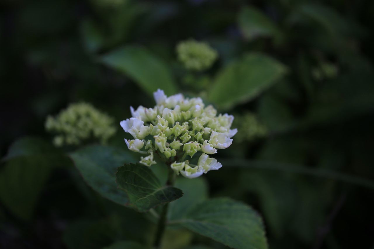 軒先で咲き始めた紫陽花