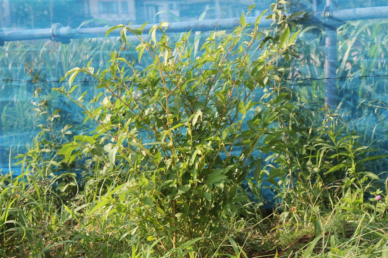 コタツの餌用に植えたモロヘイヤ