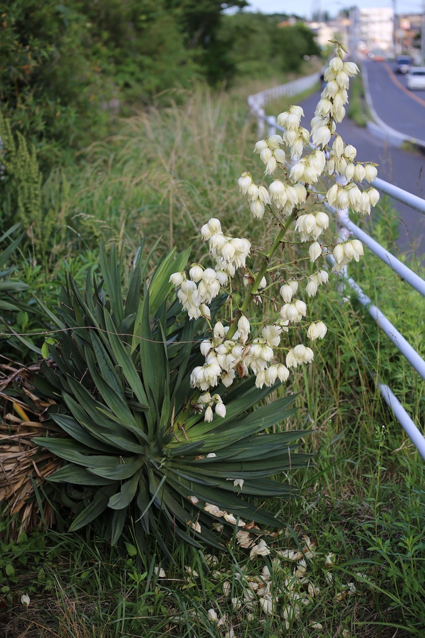 敷地内で咲いたユッカの花（縦位置）