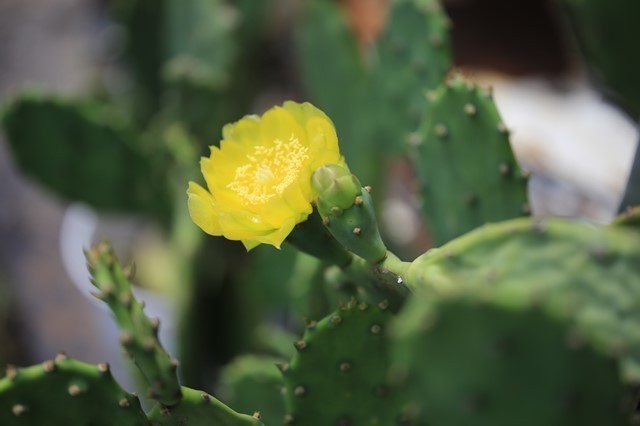 花を咲かせたウチワサボテン