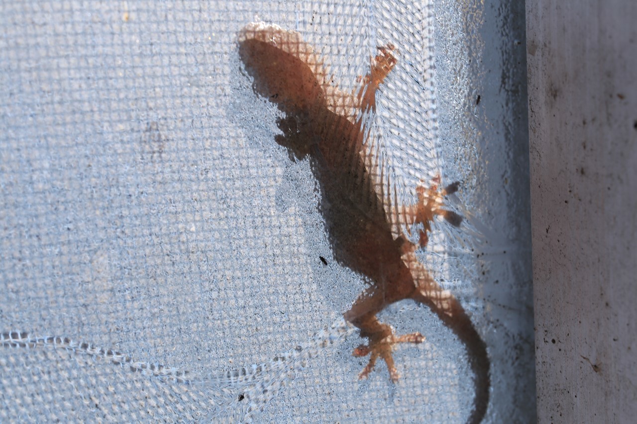 虫を捕食するヤモリの姿