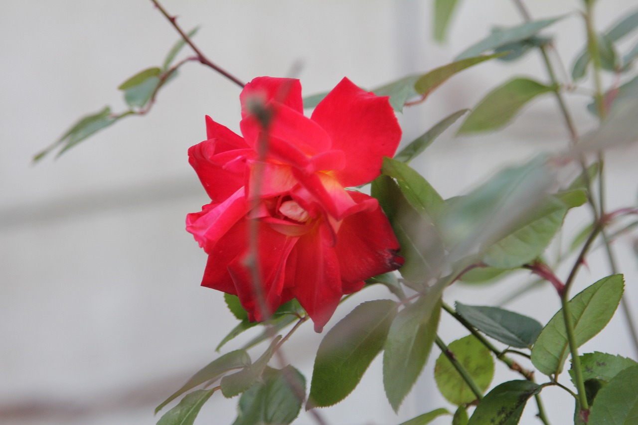 冬に咲いたKB農園のバラの花