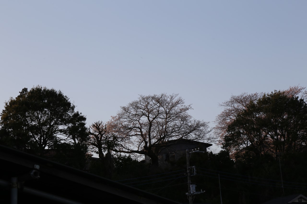 店から見える桜の様子（色づき始め）