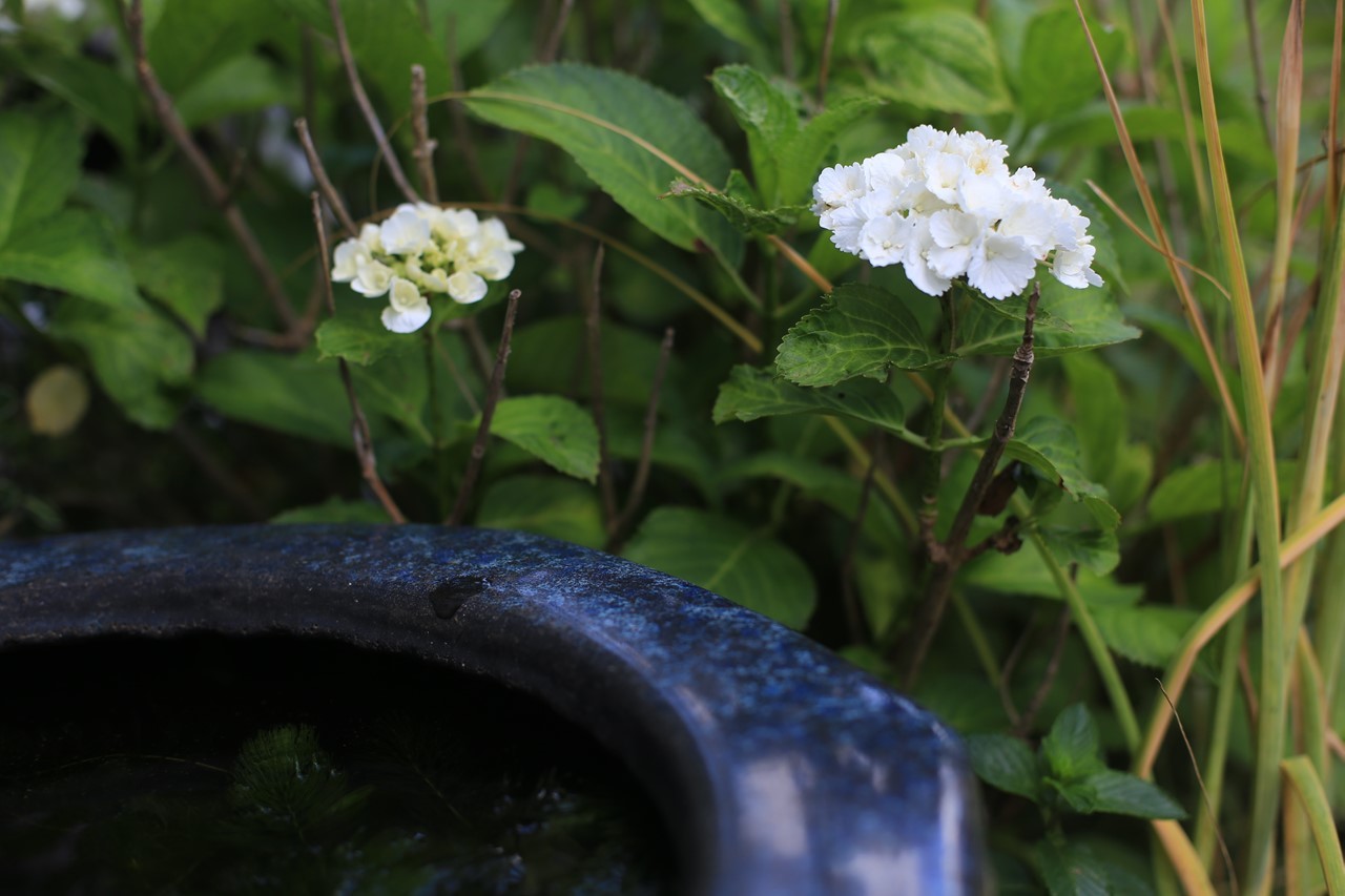 咲き始めた紫陽花の花