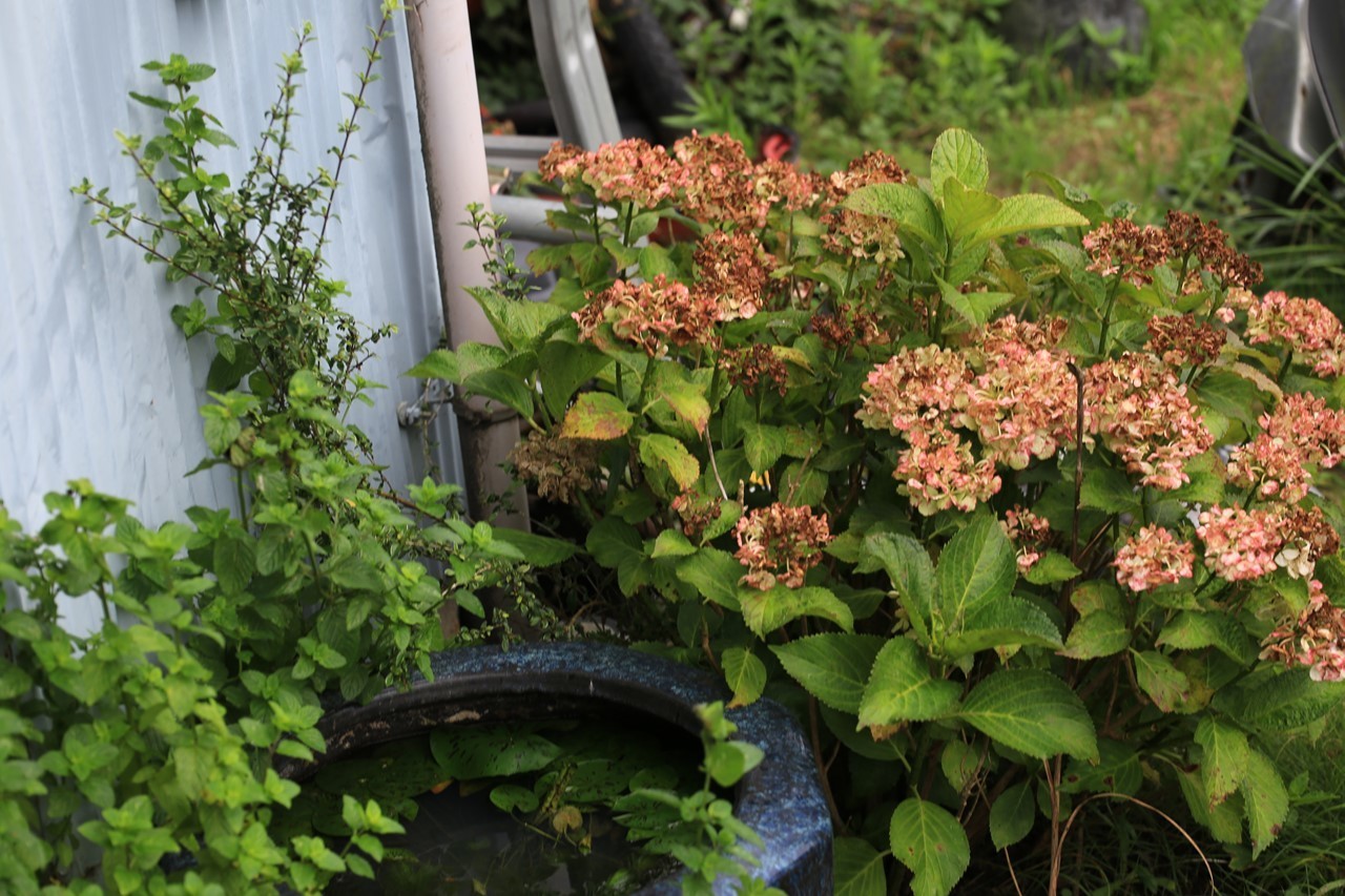 軒先の咲き終えた紫陽花の枝
