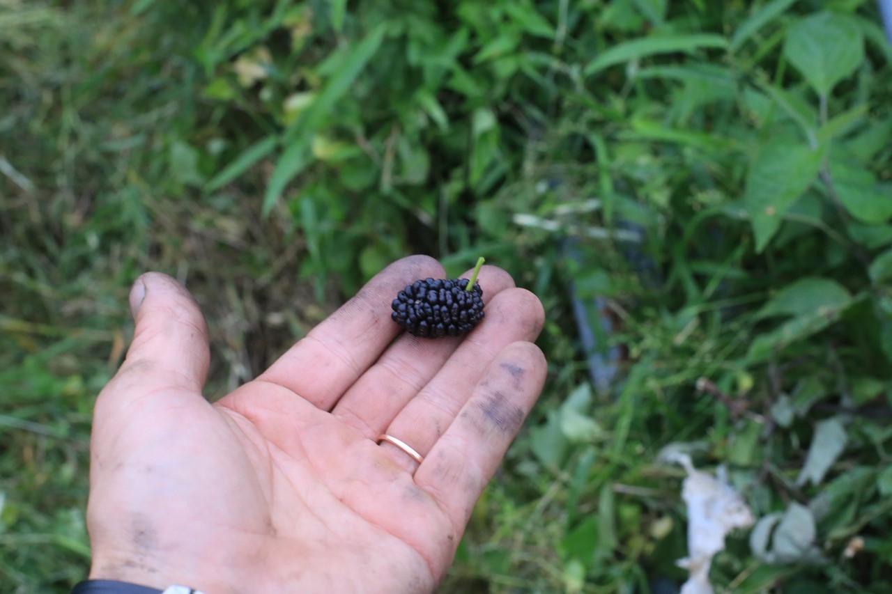 桑の実を試しに食べている様子