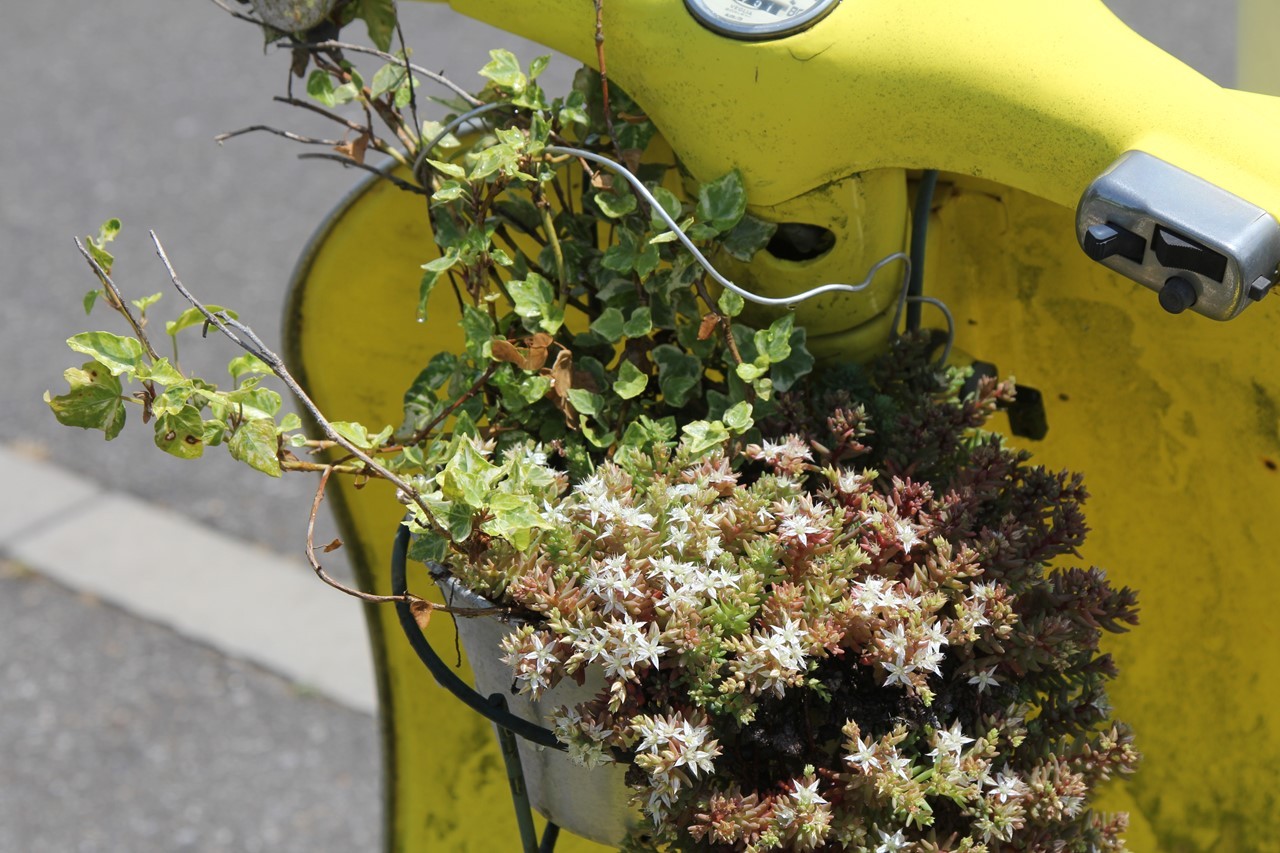 看板ベスパ横のセダムの花