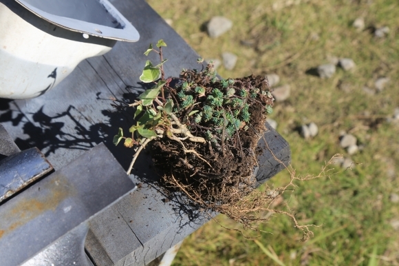 タンクを切断して植木鉢に再利用する様子