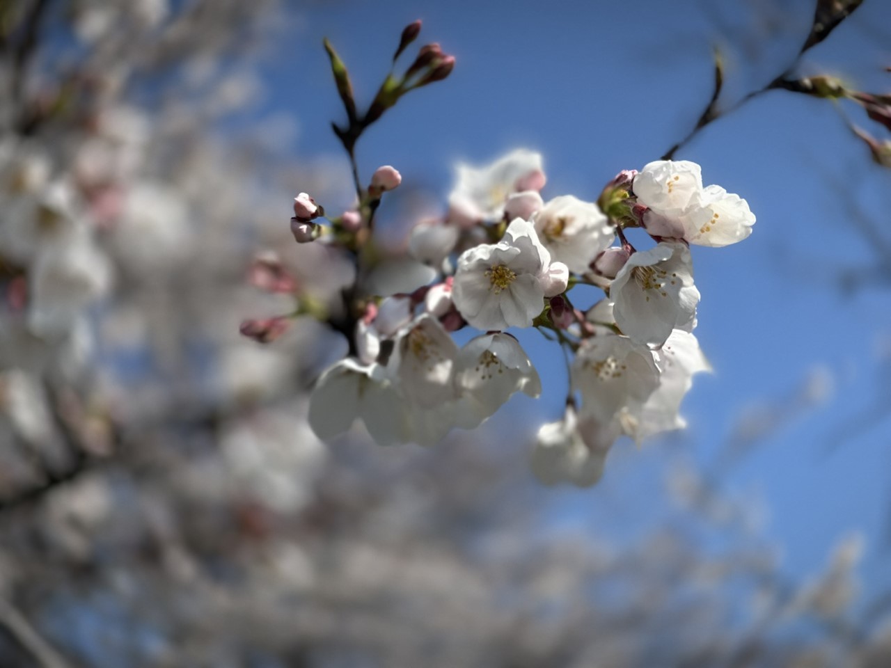 今年の桜の花見